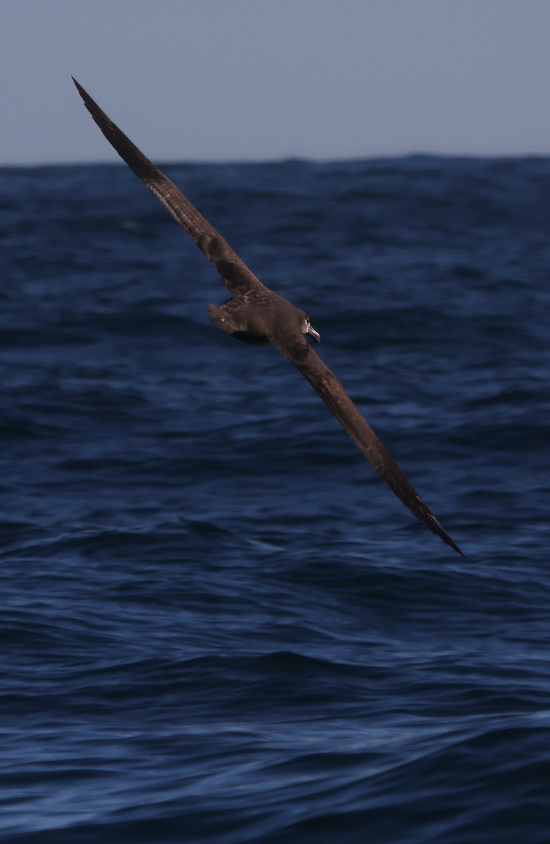 svartfotalbatross - ML647862842