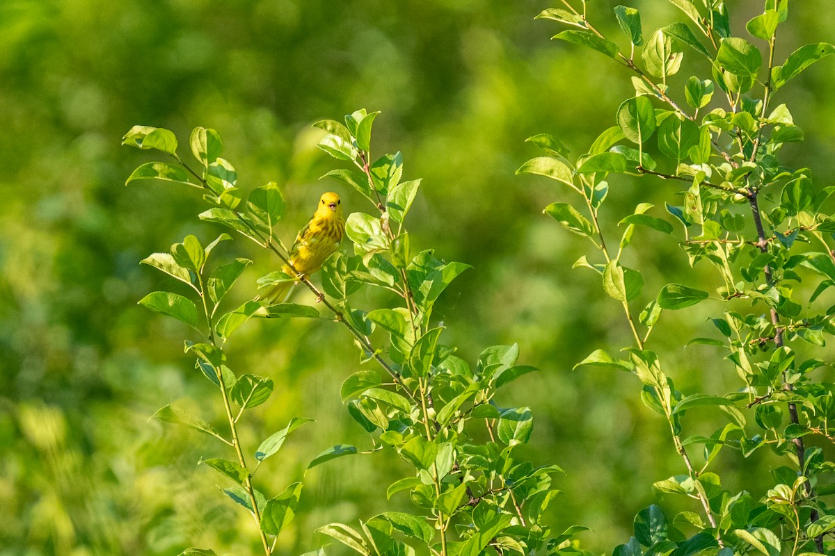 Northern Yellow Warbler - ML647862868