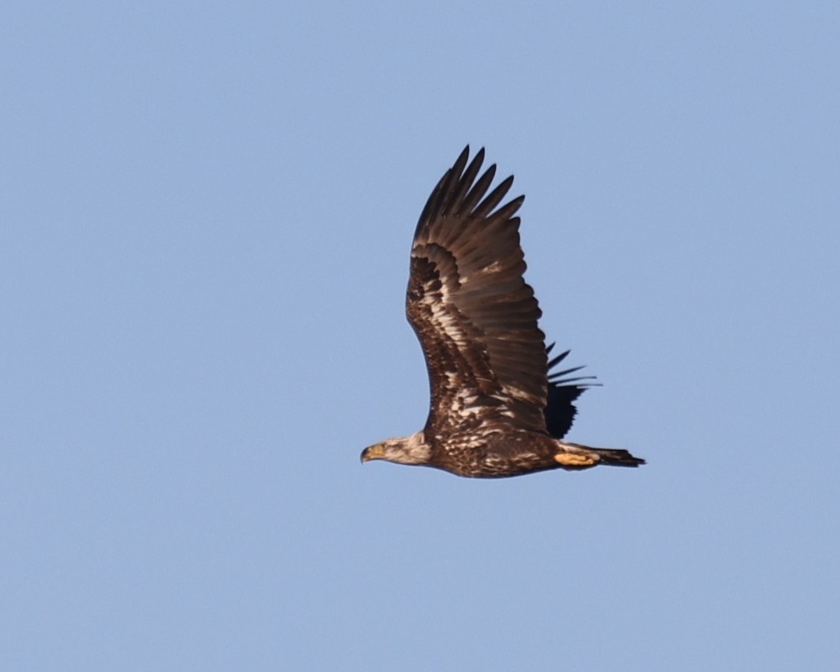 ハクトウワシ - ML647862887