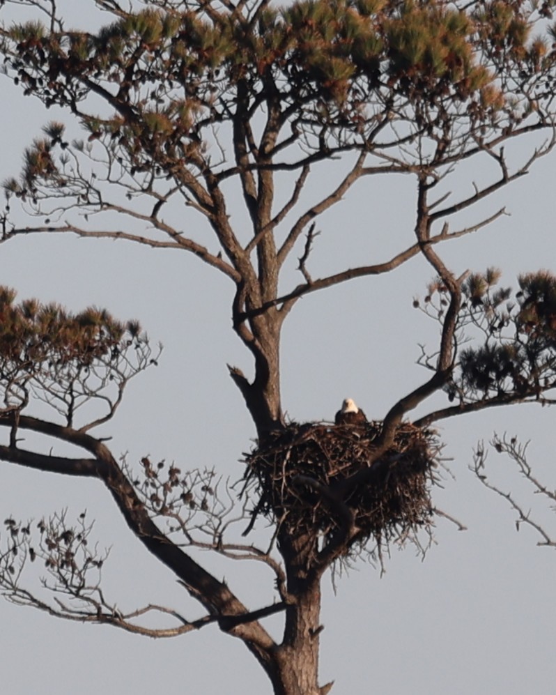 ハクトウワシ - ML647862888