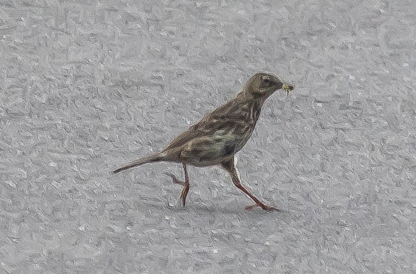 Bisbita Costero - ML647862893