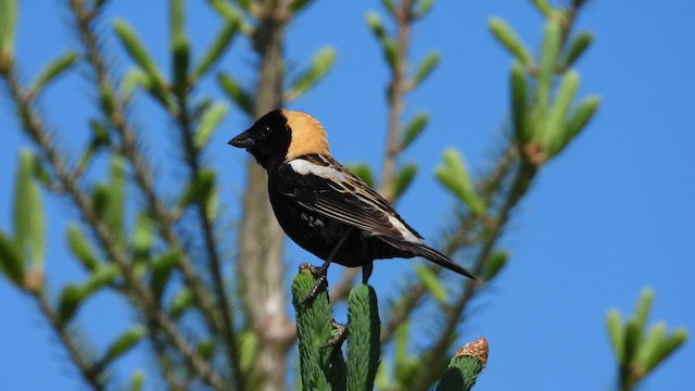 Гоглу - ML647862937