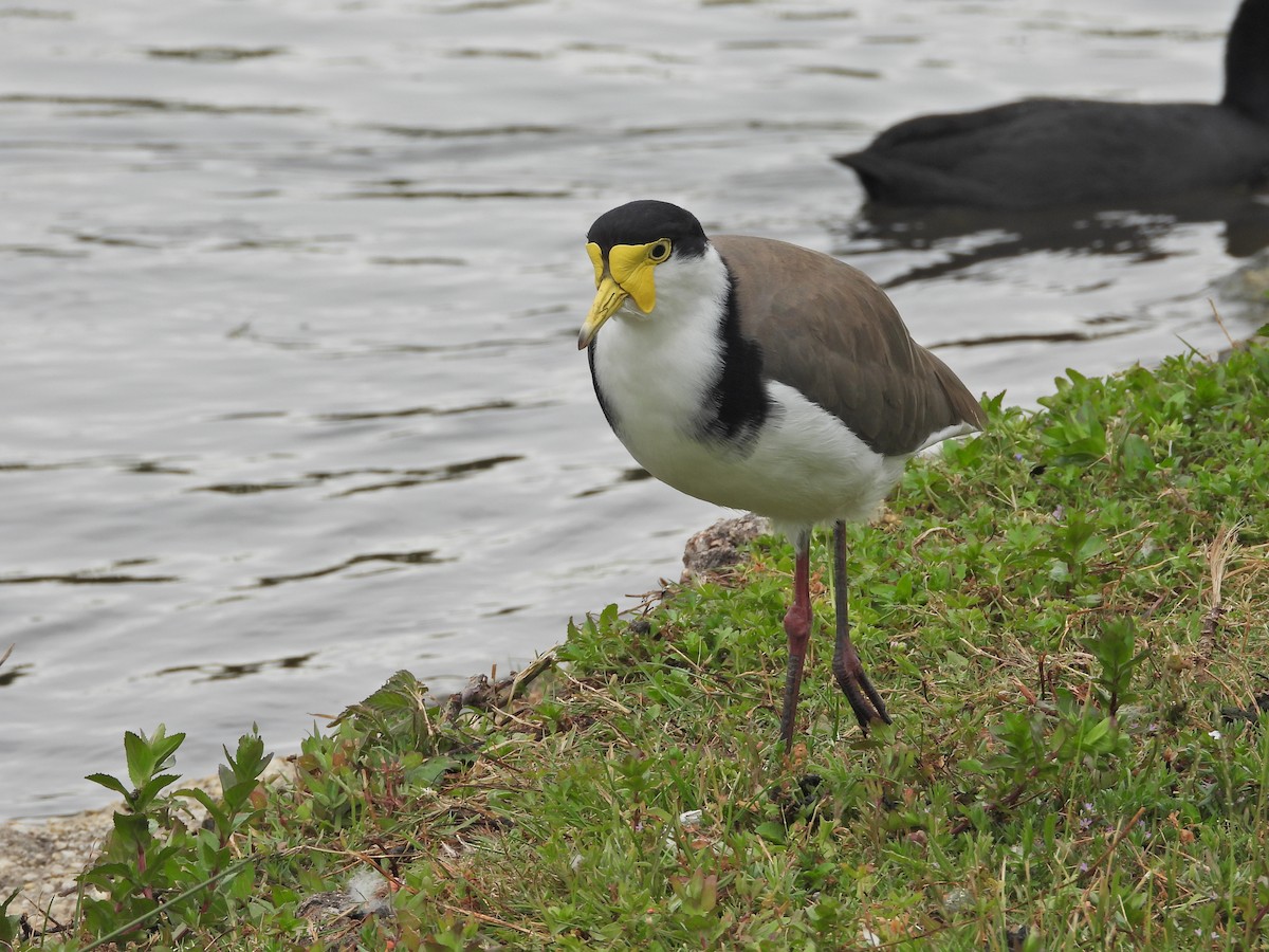 Masked Lapwing (Black-shouldered) - ML647863004