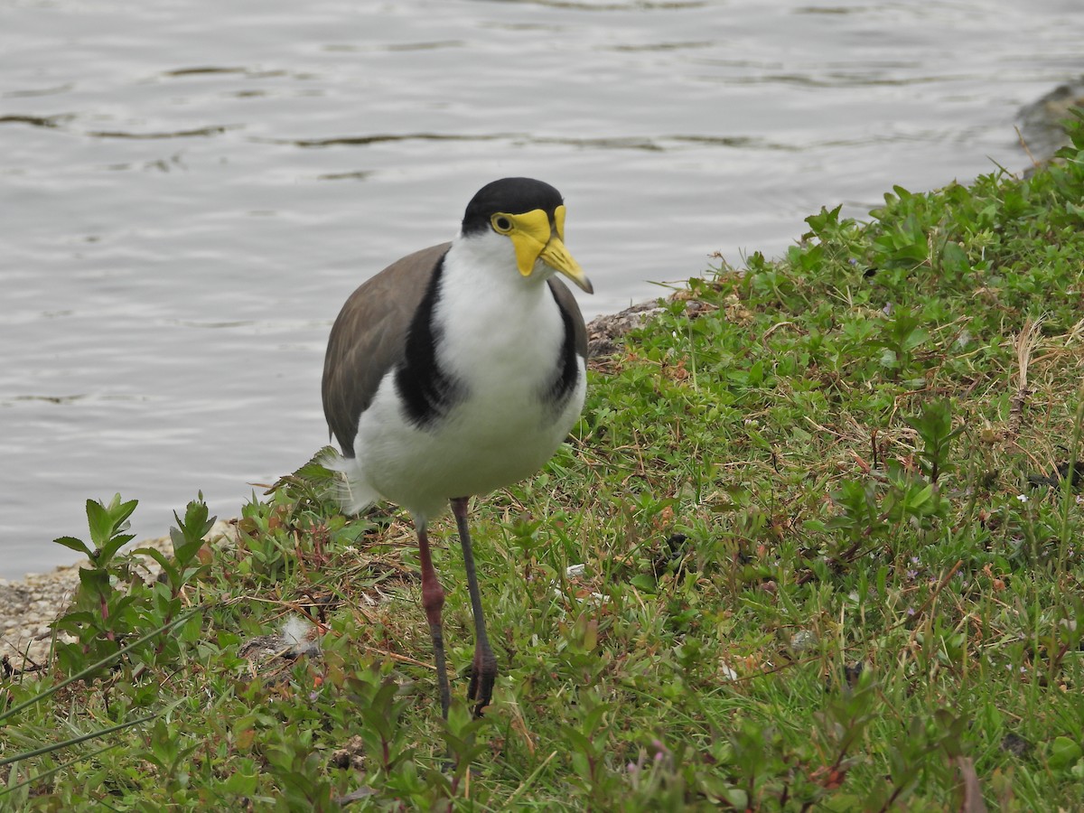 Masked Lapwing (Black-shouldered) - ML647863017
