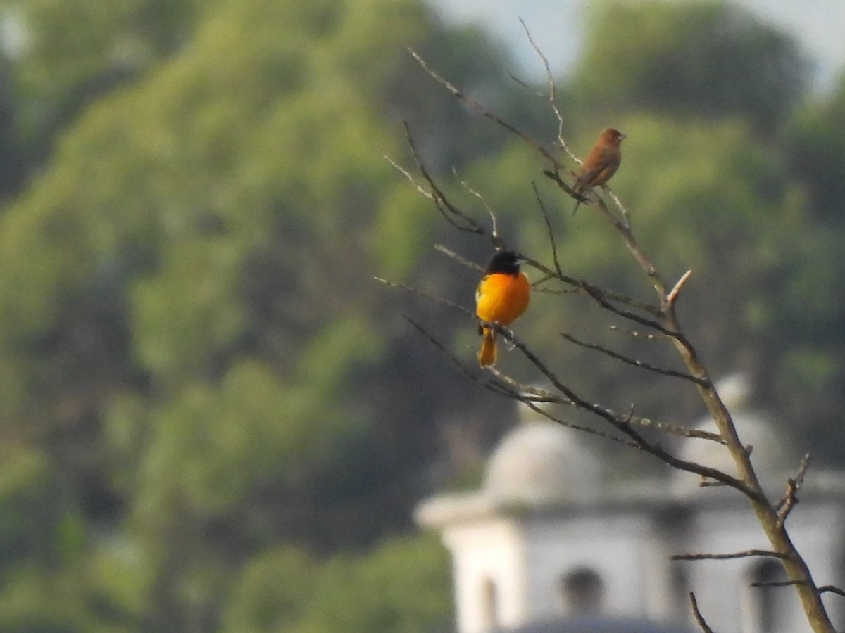 ボルチモアムクドリモドキ - ML647863028