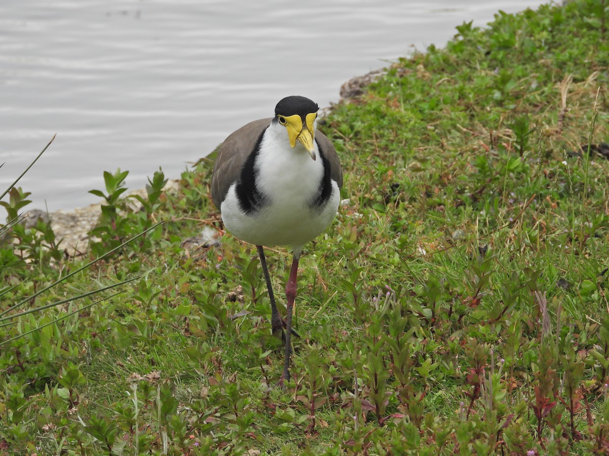 Masked Lapwing (Black-shouldered) - ML647863032