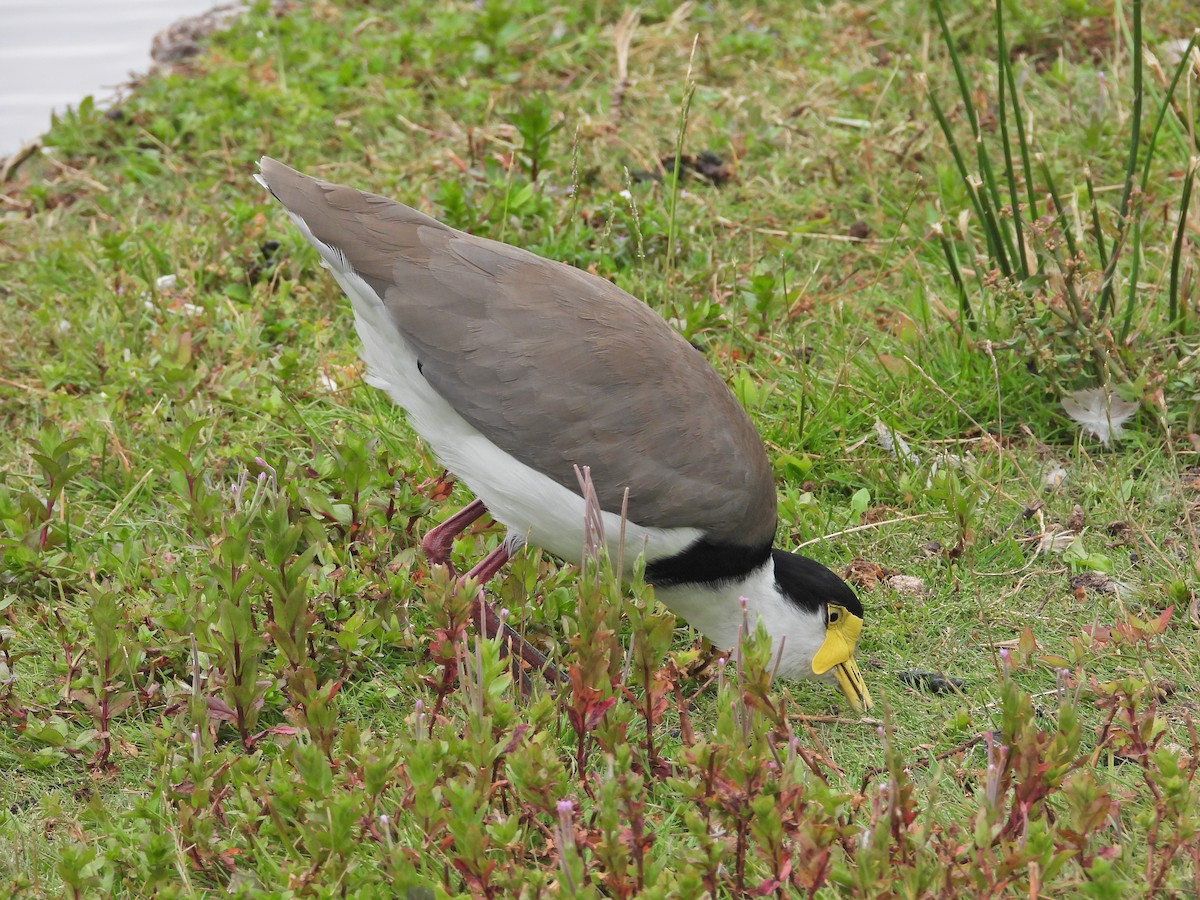 Masked Lapwing (Black-shouldered) - ML647863052