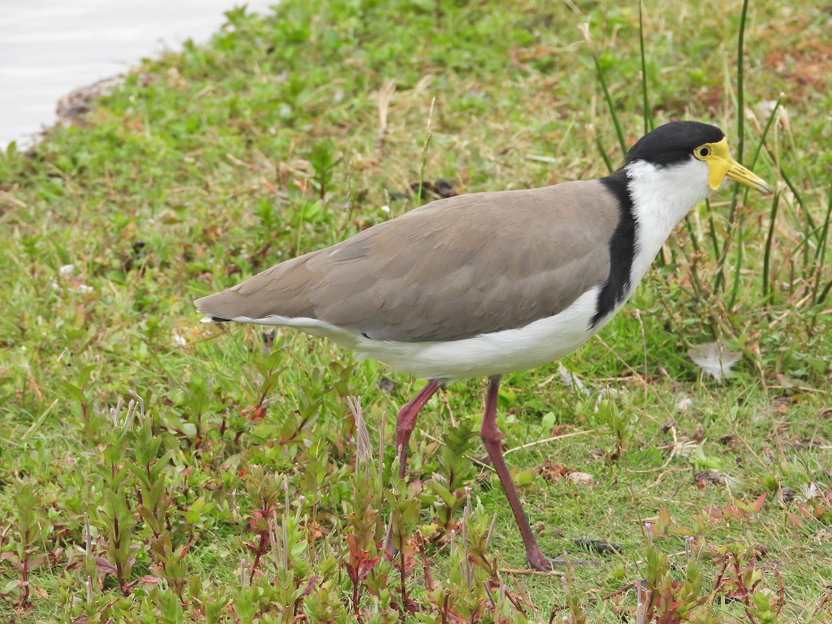 Masked Lapwing (Black-shouldered) - ML647863059