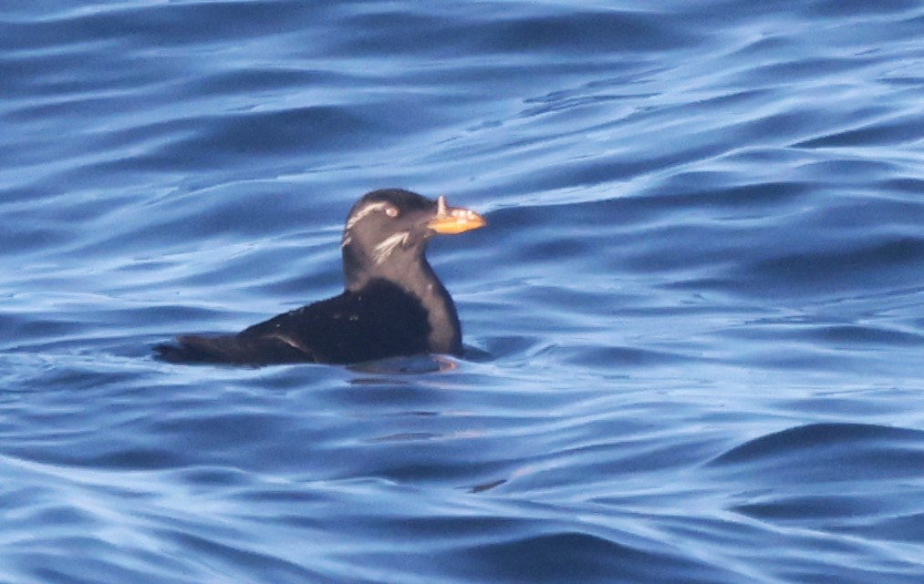 neshornlunde - ML647863060