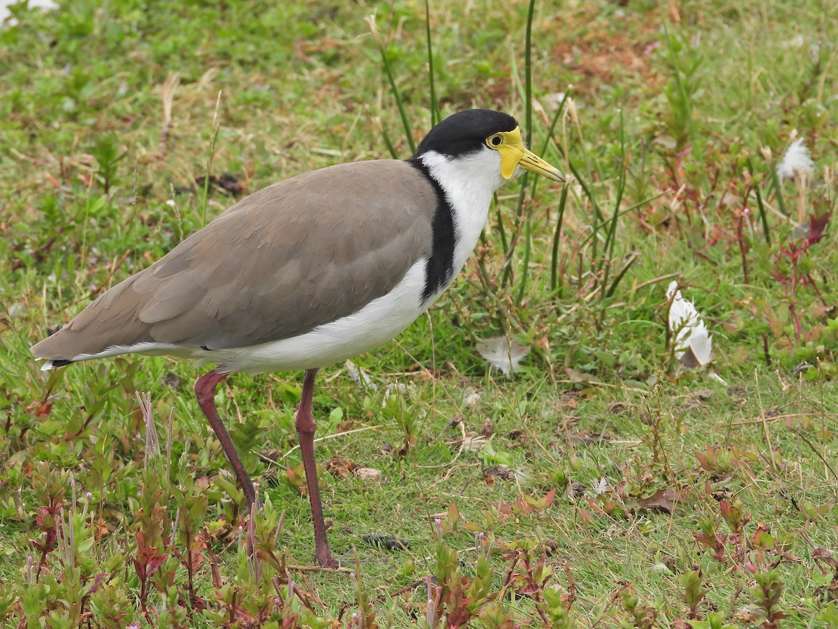 Masked Lapwing (Black-shouldered) - ML647863067