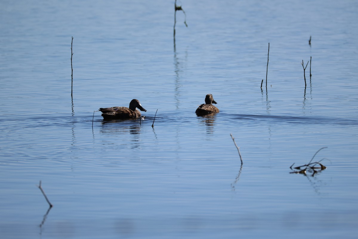 Australasian Shoveler - ML647863070