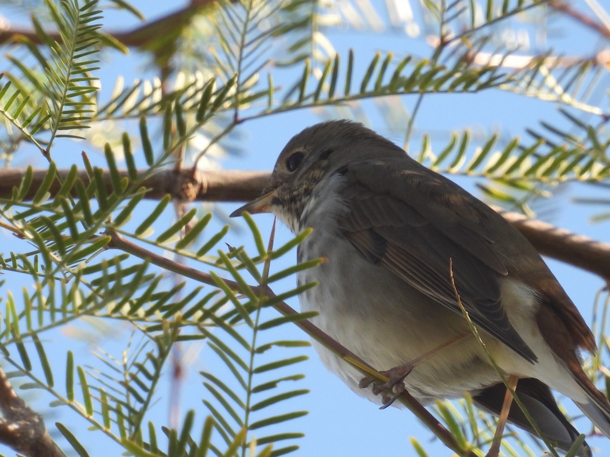 Einsiedler-Musendrossel - ML647863081