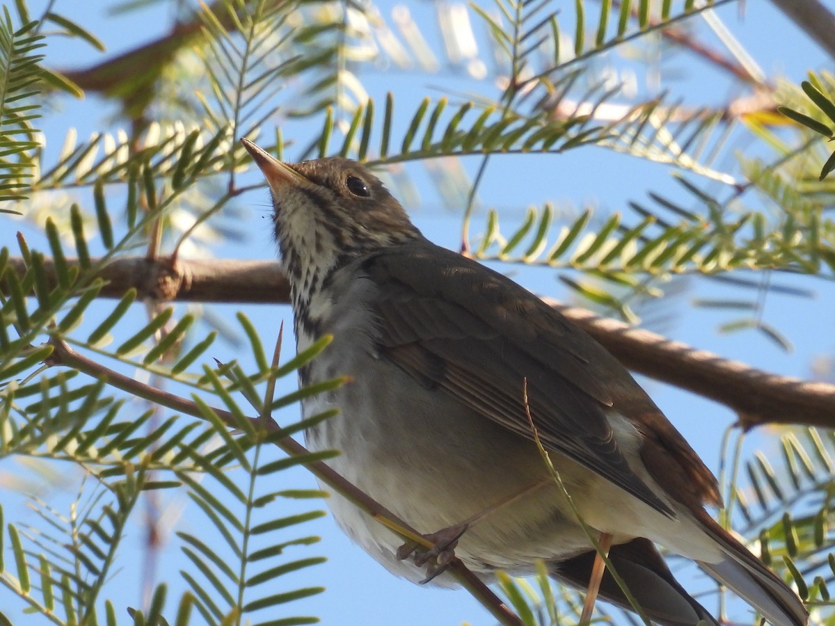 Einsiedler-Musendrossel - ML647863087