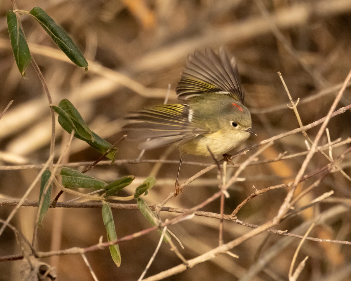Золотомушка рубіновочуба - ML647863138