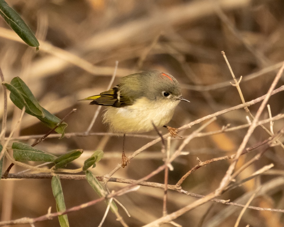 Золотомушка рубіновочуба - ML647863144