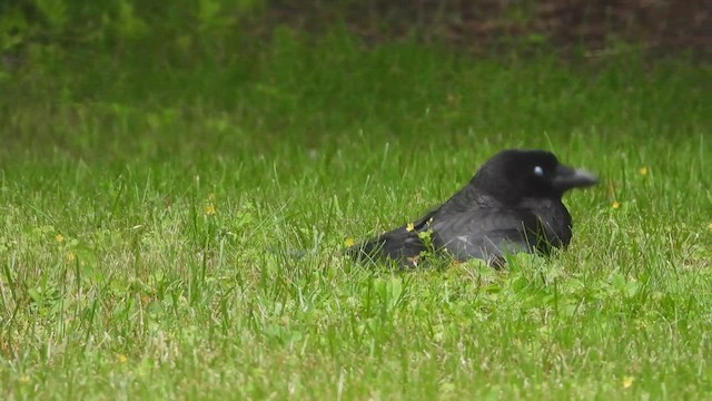 Ворона американська - ML647863146