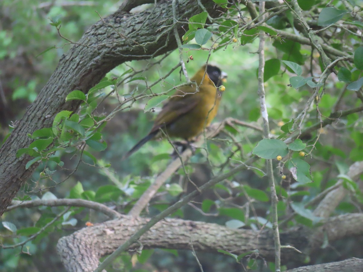 Picogrueso Acollarado - ML647863154