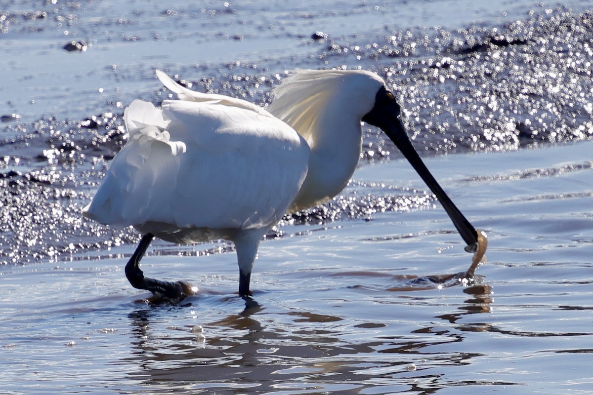 Royal Spoonbill - ML647863160
