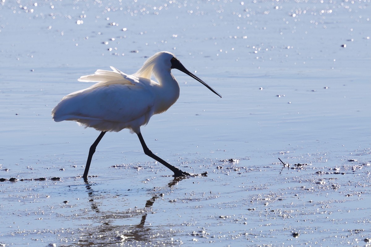 Royal Spoonbill - ML647863161