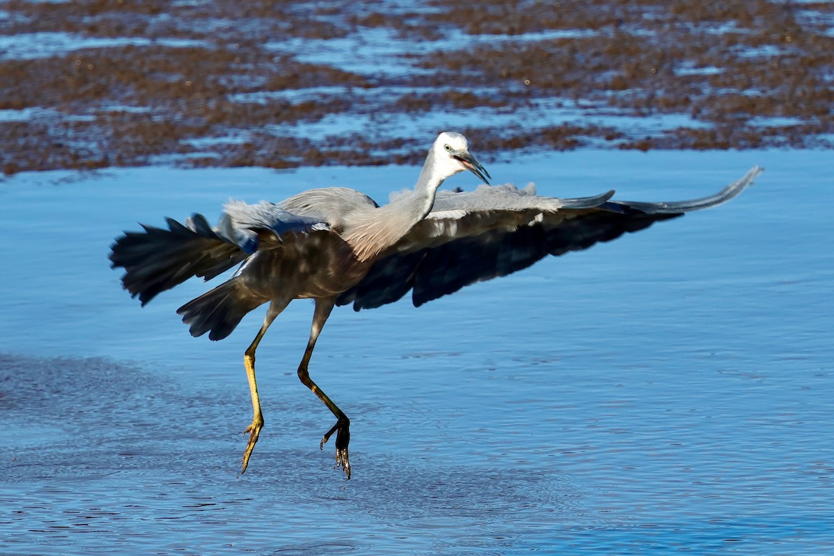 白臉鷺 - ML647863182