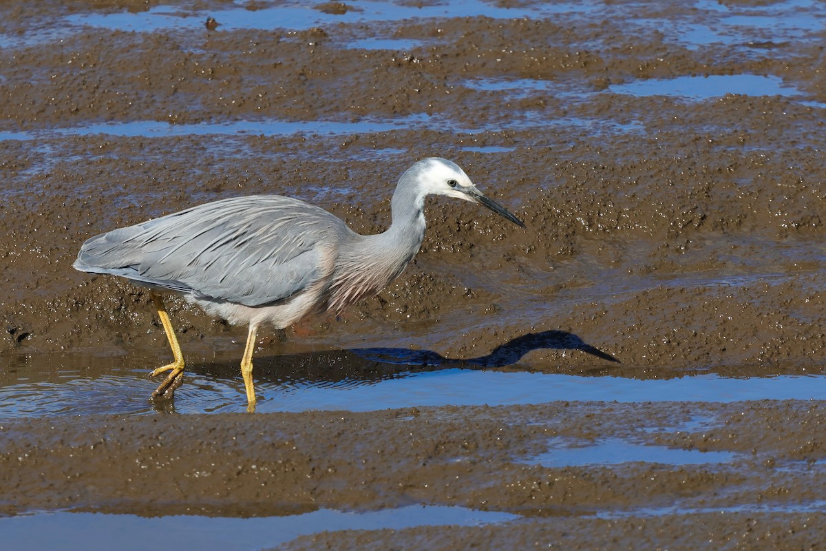 白臉鷺 - ML647863183