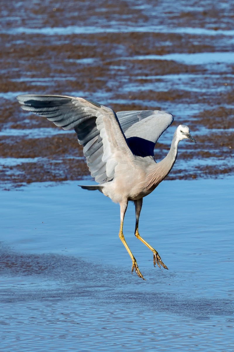 白臉鷺 - ML647863185