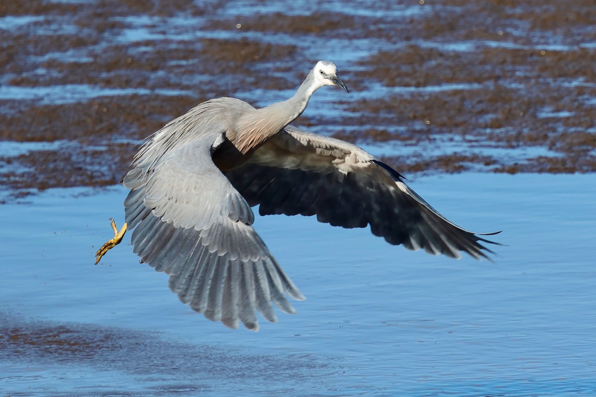 白臉鷺 - ML647863186