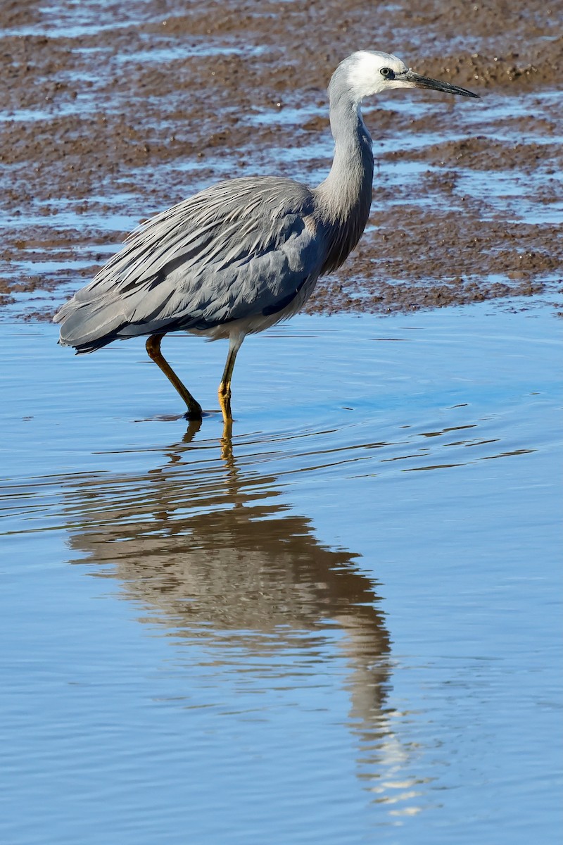 白臉鷺 - ML647863187