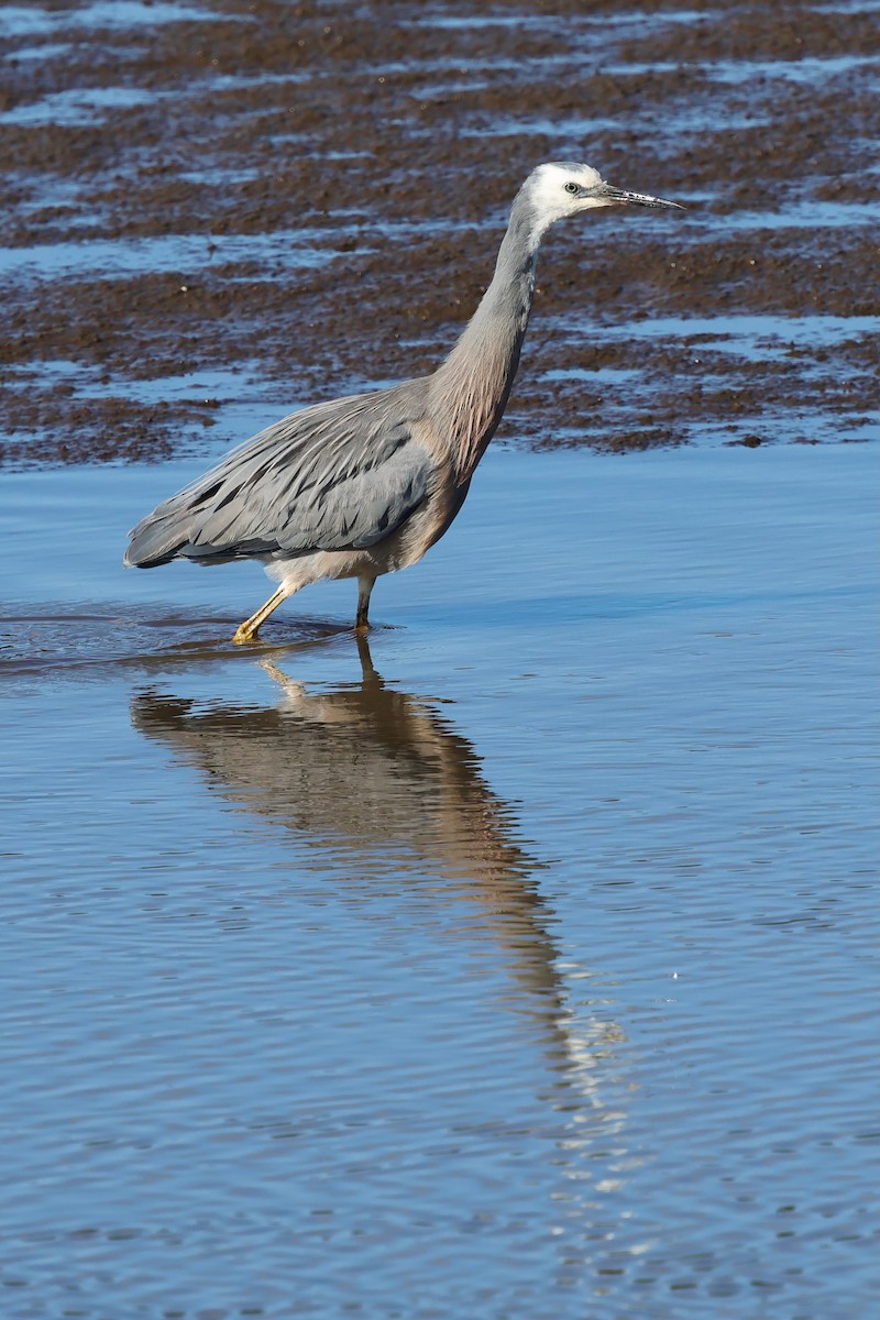 白臉鷺 - ML647863188