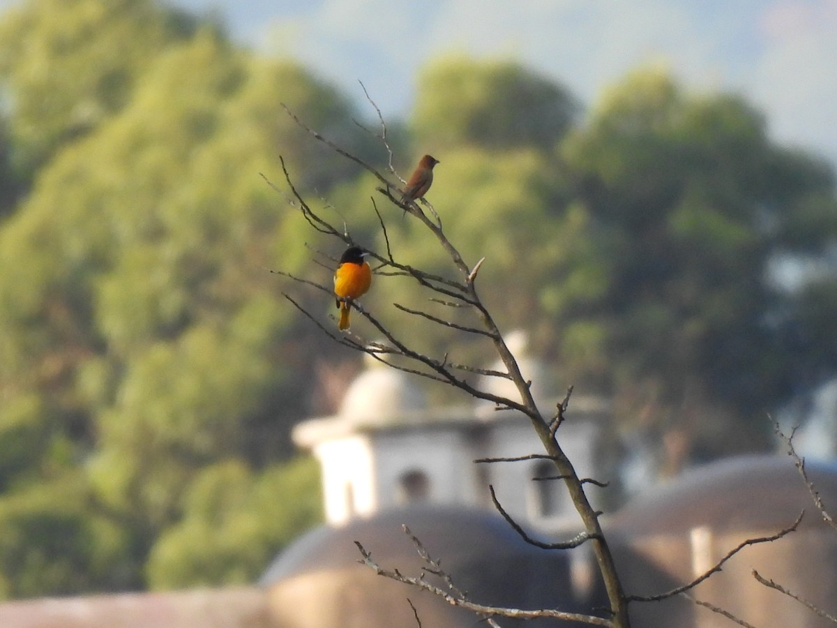 Indigo Bunting - ML647863196