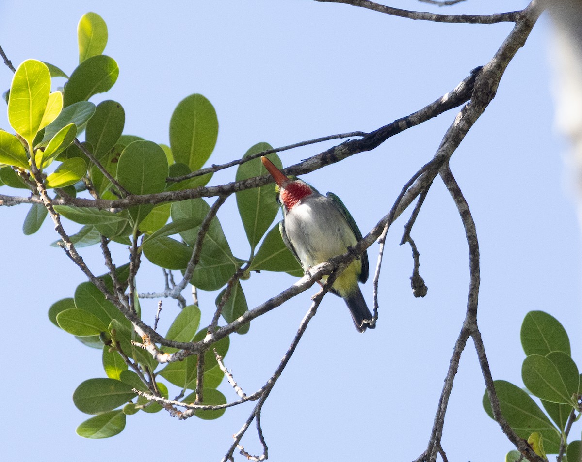 Puerto Rican Tody - ML647863198