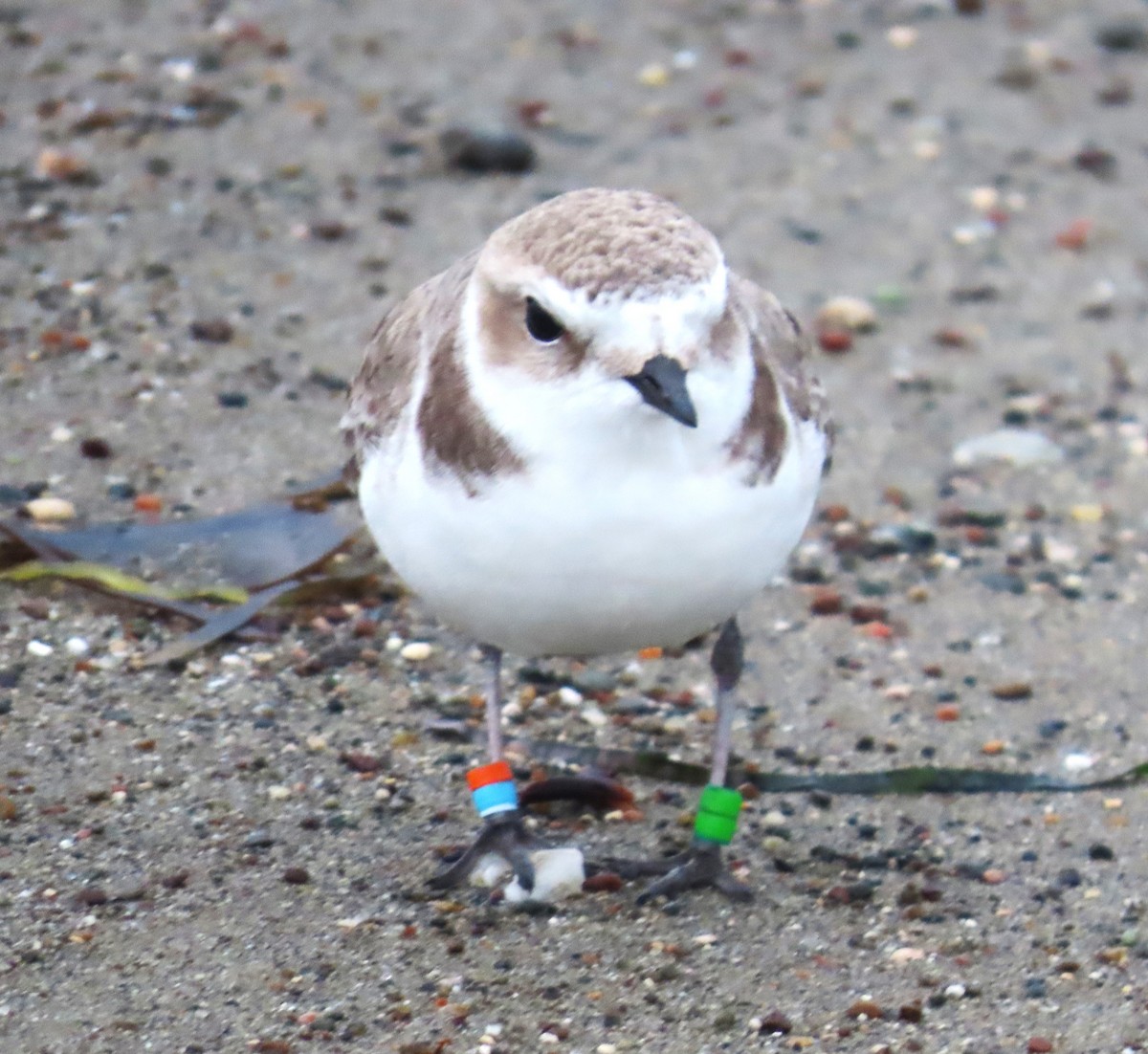 Snowy Plover - ML647863200