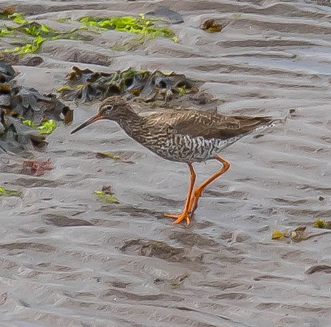 赤足鷸 - ML647863201