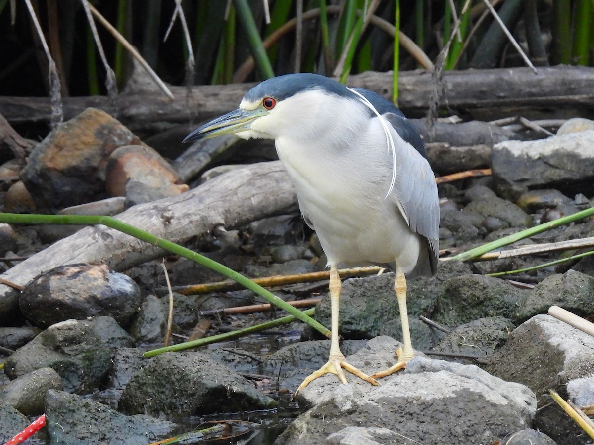 夜鷺 - ML647863202