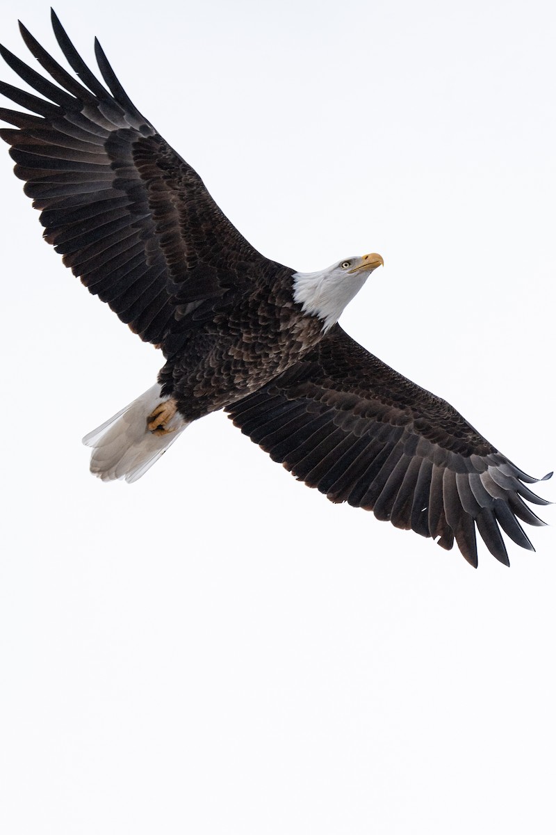 Bald Eagle - ML647863203
