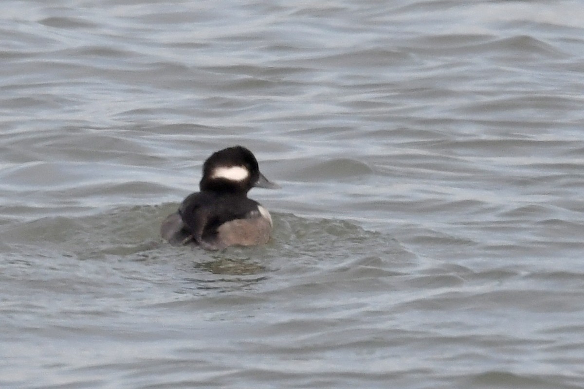 Bufflehead - ML647863204
