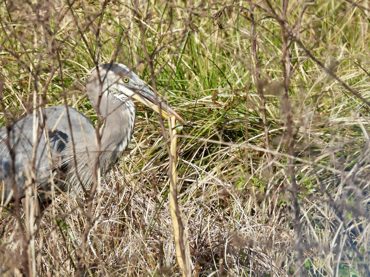 Great Blue Heron - ML647863205