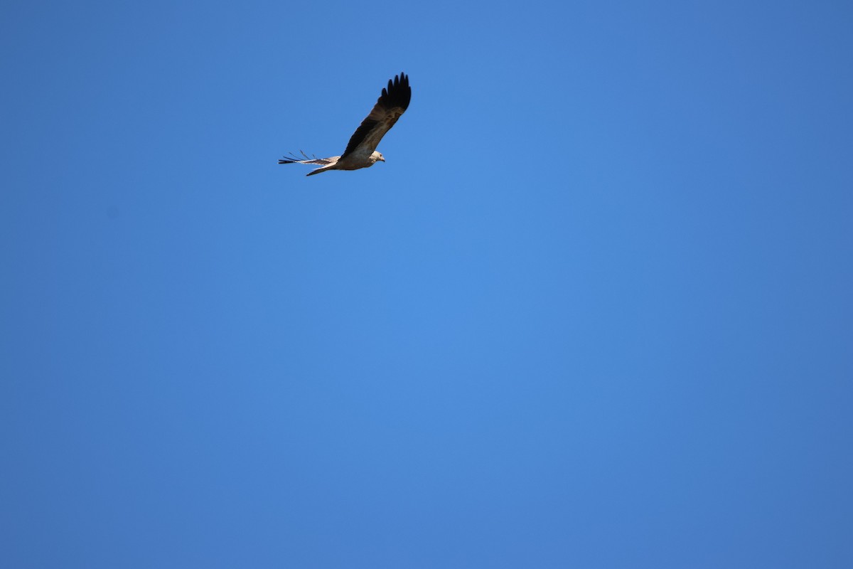 Whistling Kite - ML647863206