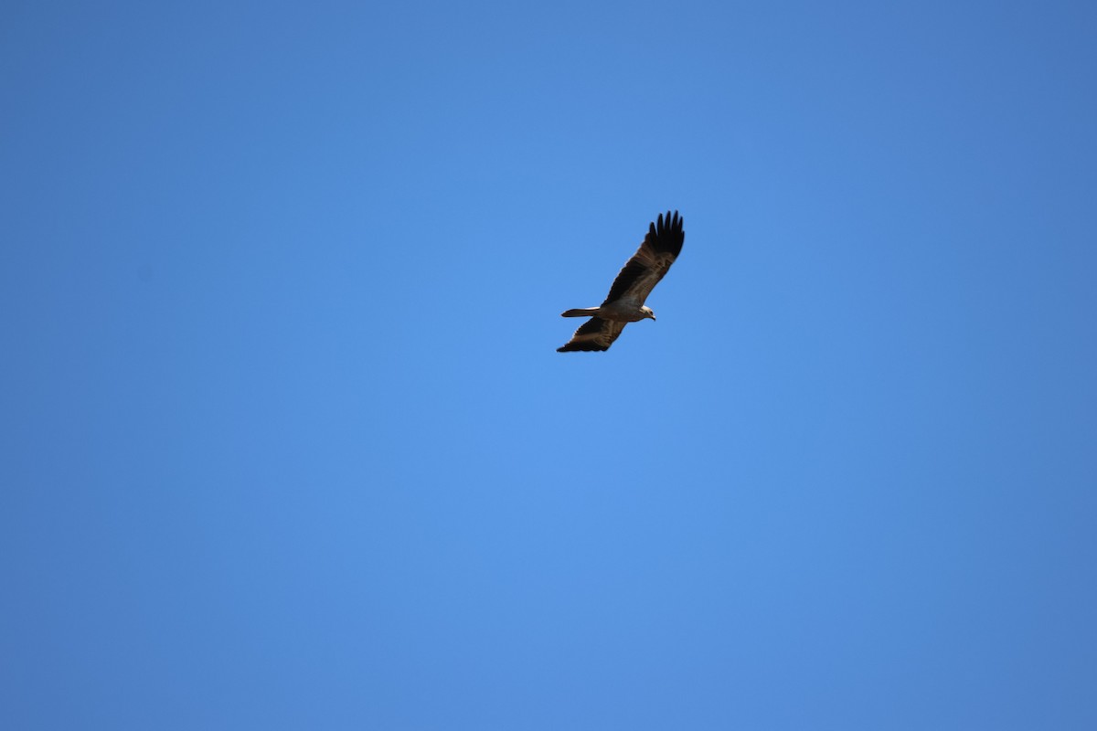 Whistling Kite - ML647863207