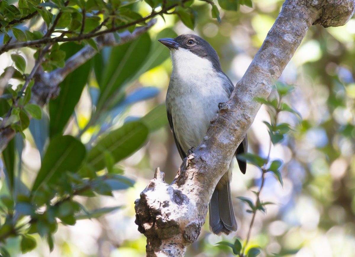 Puerto-Rico-Tangare - ML647863209