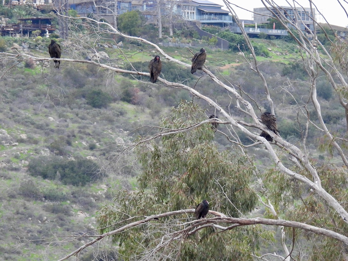 Turkey Vulture - ML647863210
