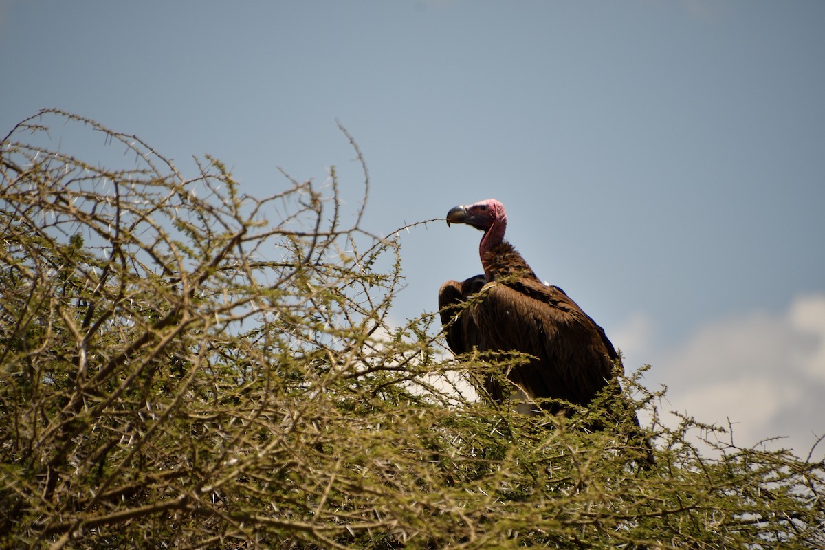 Lappet-faced Vulture - ML647863211
