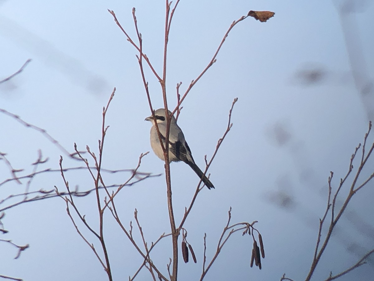 西方灰伯勞 - ML647863212