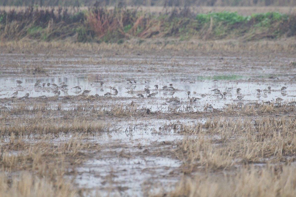 黑腹濱鷸 - ML647863213