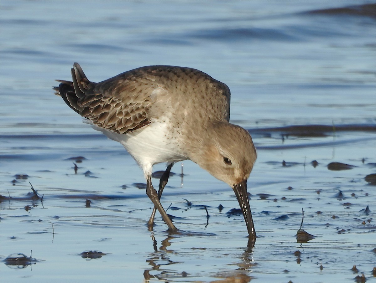 黑腹濱鷸 - ML647863215