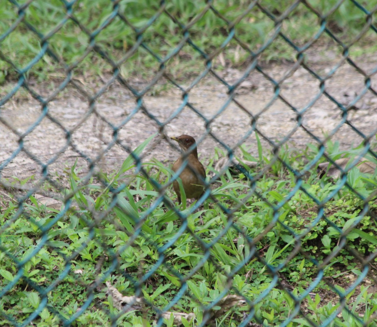 Clay-colored Thrush - ML647863216