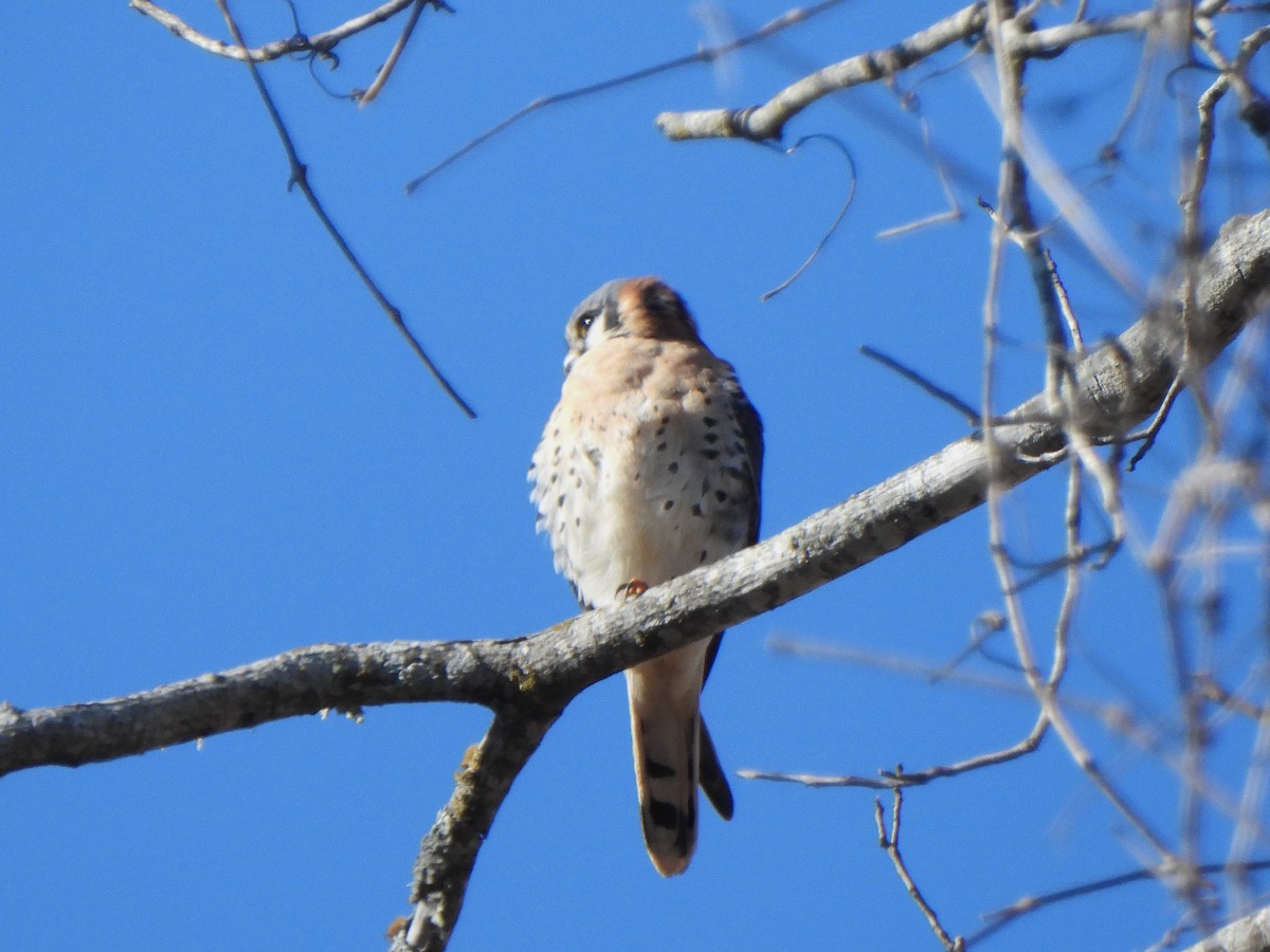 American Kestrel - ML647863217