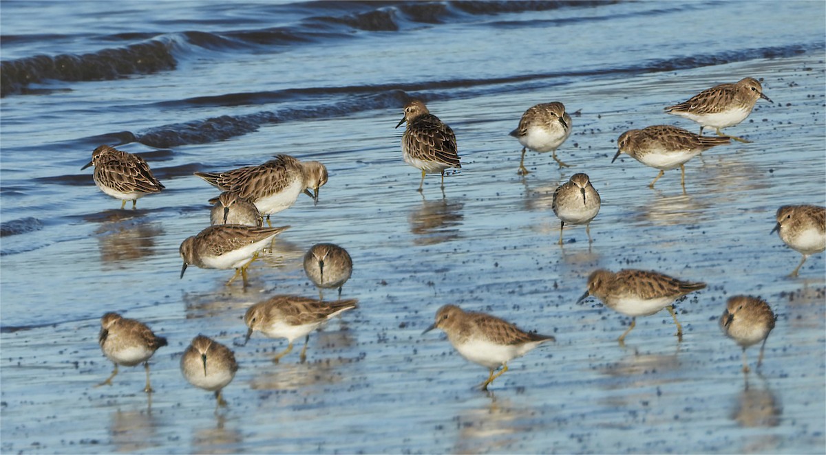 Least Sandpiper - ML647863220