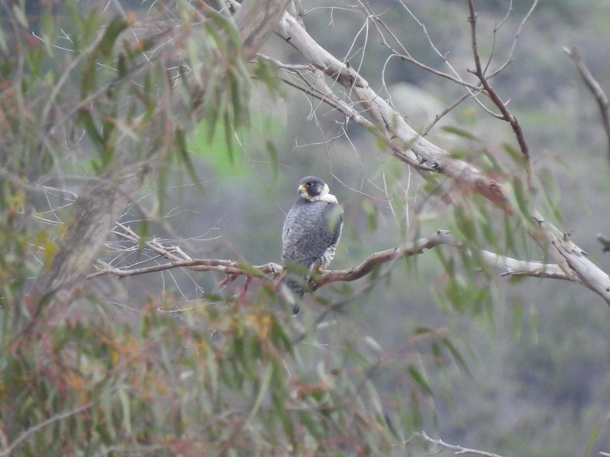 遊隼 - ML647863221