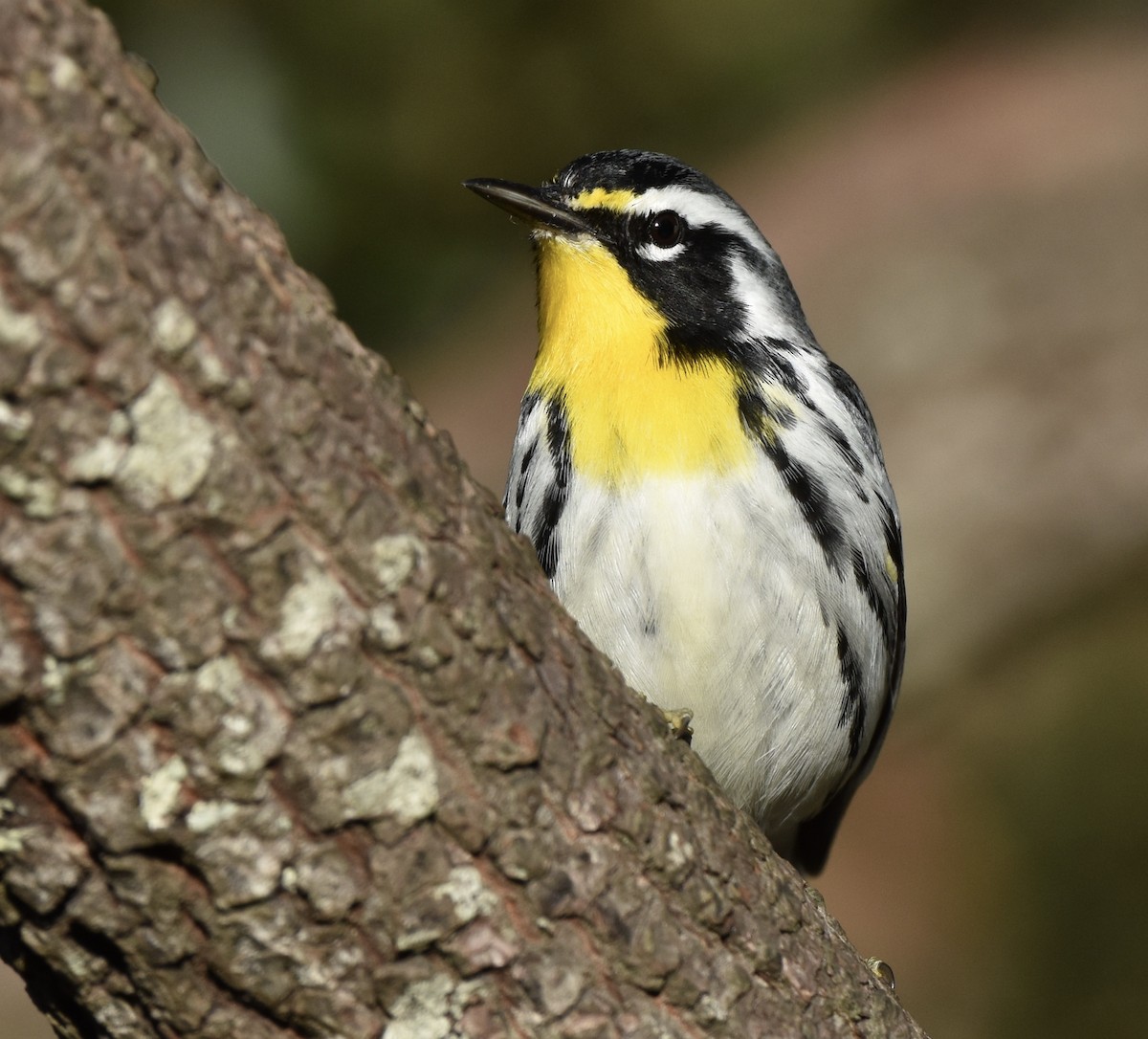 Yellow-throated Warbler - ML647863223
